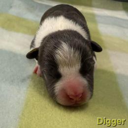 Digger - Blue male American Staffordshire Terrier puppy in Clintwood, Virginia from SkyBlue Kennel