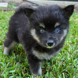 Onyx - Black male Pomsky puppy in Southern California, California from SoCal Pomskies LLC