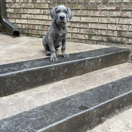 Great Dane Puppies from Starlight Danes