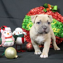 Purple Collar - Blue fawn female American Bully puppy in Easton, Maryland from Night Court Bullies