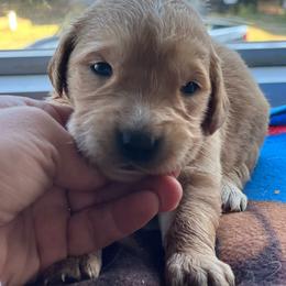 Girl 1 - Golden female Golden Retriever puppy in Princeton, Minnesota from North Country Goldens