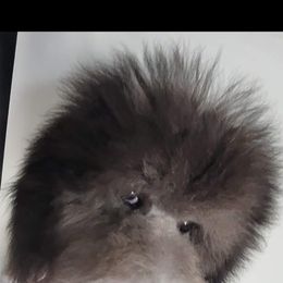 Goldendoodle and Poodle Puppies from Elizabeth Rocha's Doodles