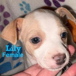 Lily - White and lemon female Rat Terrier puppy in Redlands, California from Pets Are Priceless Ratties