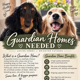 Dachshund puppies from Dachshunds of the Valley