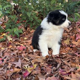 Australian Shepherd Puppies from Drummond Aussies