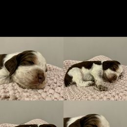 Boy 3 - English Springer Spaniel puppy in Sumter, South Carolina from Small Batch Spaniels