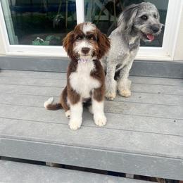 Aussiedoodle and Australian Shepherd Puppies from Junipersdoodles
