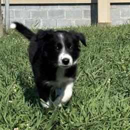 Outland Loaghaire - Black and white female Border Collie puppy in Ranger, Georgia from Outland Border Collies