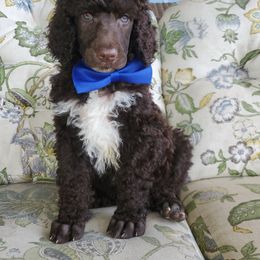 Poodle Puppies from Zimmerman's Poodles