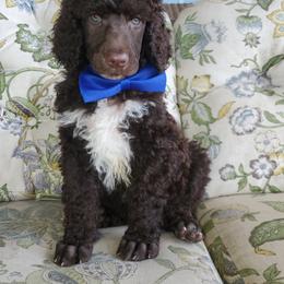 Poodle Puppies from Zimmerman's Poodles