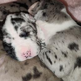 Harlequin Female 2 - Harlequin female Great Dane puppy in Gig Harbor, Washington from Lakaya Danes