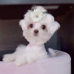 Ophelia - White female Maltese puppy in Vinton, Louisiana from Dreams & Love Maltese