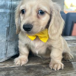 Cream boy two - Cream male Dachshund puppy in Payette, Idaho from NT Mini Doxies