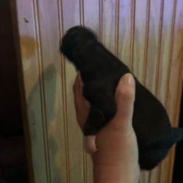 Black or agouti male - Black female Siberian Husky puppy in Wheeling, West Virginia from Powells Huskies