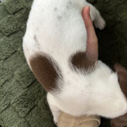 German Shorthaired Pointer Puppies from Golden pointers
