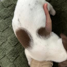 German Shorthaired Pointer Puppies from Golden pointers