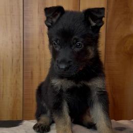 Private - Black and tan male German Shepherd puppy in Beech Grove, Arkansas from Ze Zadnich lesu
