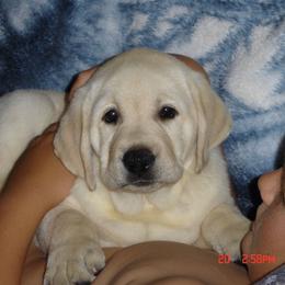 Labrador Retriever Puppies from Alpine Labradors