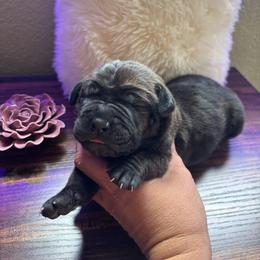 Orange collar - Chestnut brindle male Cane Corso puppy in Tucson, Arizona from Cane Corso Friends