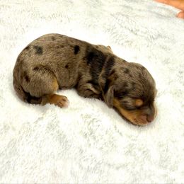 AKC Silver - Dapple female Dachshund puppy in Laveen, Arizona from Acosta Kennels