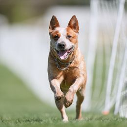Rogue - Australian Cattle Dog