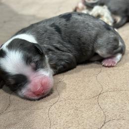 Mocha - Blue merle female Bernedoodle puppy in El Campo, Texas from Little Fur Friends Bernedoodles