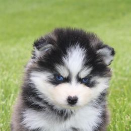 Rigsby 2,000 - Black and white male Pomsky puppy in Apple Creek, Ohio from Luxe Pomskies & Bernedoodles