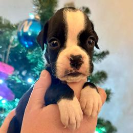 Eliza - Brindle female Boxer puppy in Watervliet, New York from Shamrock's Boxers