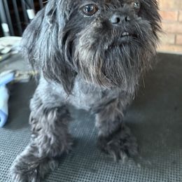 Lexi - Shih Tzu