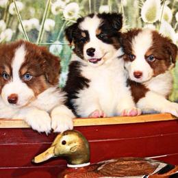 Bright Eye Aussies breeder of Australian Shepherd
