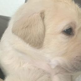 Golden Retrievers and Labrador Retrievers from Stephanie Dellrie
