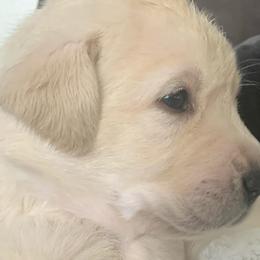 Golden Retrievers and Labrador Retrievers from Stephanie Dellrie
