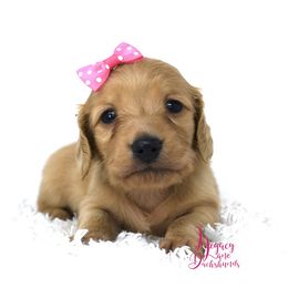 Cupcake - Cream Dachshund puppy in Flint, Texas from Legacy Lane Dachshunds