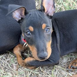Boy 4 - male Manchester Terrier puppy in Tampa, Florida from Belev Itornot Manchester Terriers