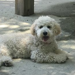 Meg - Poodle