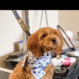 Cash - Cockapoo