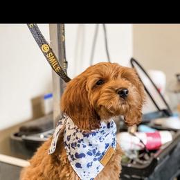 Cash - Cockapoo