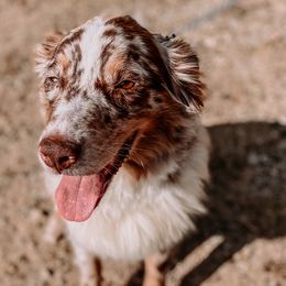 Australian Shepherds from Chapman’s Australian Shepherds
