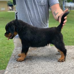 Rottweilers from Ridge Road Rotties
