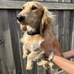 Paradox's Oatmeal Cream Pie (Deb) - Cream male Dachshund puppy in Youngstown, Florida from Paradox Dachshunds