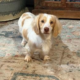 Archie - Cream male Dachshund puppy in Lincoln, Arkansas from Red Dirt Dachshunds