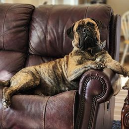 Bullmastiffs from Big Daddy Bullmastiffs