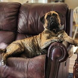 Bullmastiffs from Big Daddy Bullmastiffs