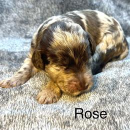 Rose - Merle female Goldendoodle puppy in New Ringgold, Pennsylvania from Hawk Mountain Doodles