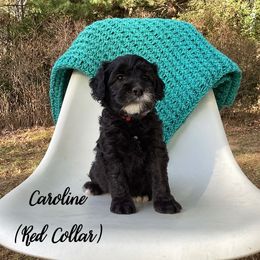 Australian Labradoodle Puppies from Doodles in Bloom