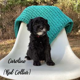 Australian Labradoodle Puppies from Doodles in Bloom