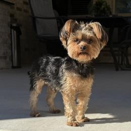 Kodi - Yorkshire Terrier