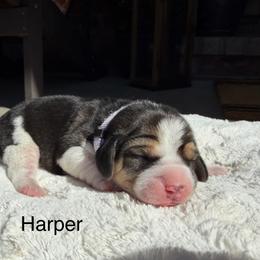 Harper - Black white and tan female Beagle puppy in Mansfield, Missouri from Rippee Creek Kennel