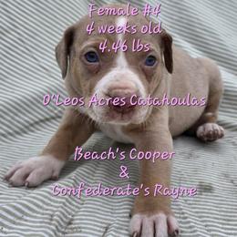 FEMALE  - 4 - Yellow merle female Catahoula Leopard Dog puppy in Perry, Florida from O'Leos' Acres Catahoulas