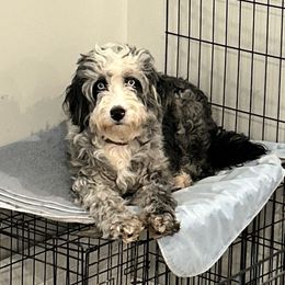 Pearl - Aussiedoodle